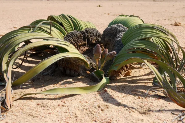 Welwitschia-mirabilis-Namibia